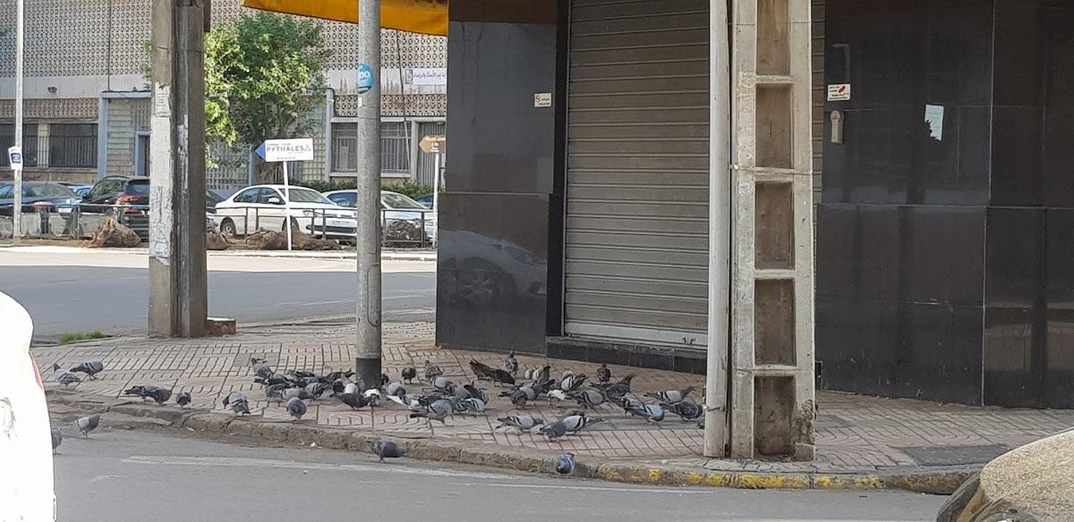 Pigeons dans les rues de Casablanca